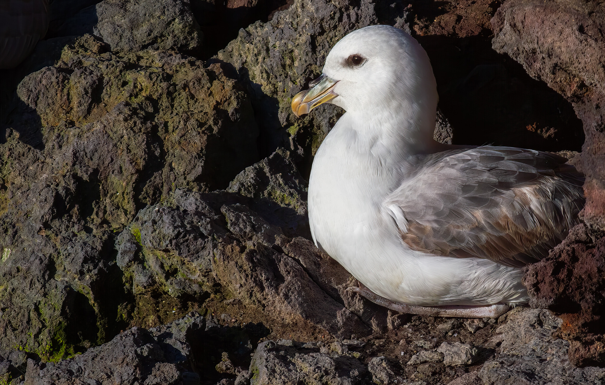  Fulmarus glacialis